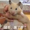 算了算了 仓鼠 激动 可爱