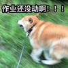 作业还没动啊    狂奔   汪星人  
抓狂  草地