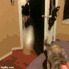 猫咪 主人 惊讶 飞走了