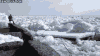冰 自然 雪 冬天 船 浮冰 ice nature