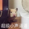 萌宠 仓鼠 超级小声逼逼 悄咪咪 呆萌 可爱