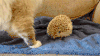 刺猬  可爱  猫咪