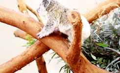 考拉 爬树 萌化了 动物  koala
