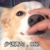 萌宠 汪星人 少说两句 闭嘴 搞怪 呆萌