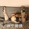 萌宠 汪星人 伸个懒腰 难受 呆萌 可爱