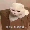 萌宠 猫星人 卖自己 价高者得 呆萌 可爱