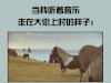 矮马  走路  摇晃  听音乐  街上走
