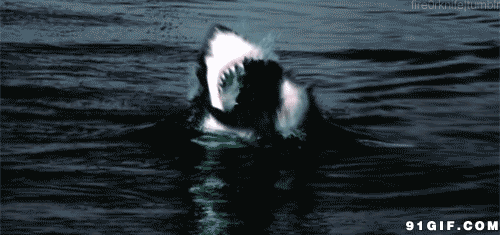 鲨鱼 恐怖 可怕 吓人