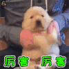 萌宠 狗 狗狗 赞 厉害 soogif soogif出品