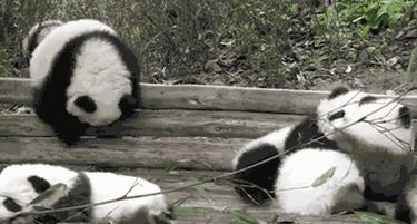 熊猫 国宝 翻跟头 可爱