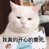 萌宠 喵星人 我开心的要死 强颜欢笑 呆萌 可爱