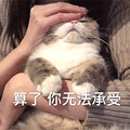 萌宠 猫咪 猫 捂眼 算了你无法承受 搞怪