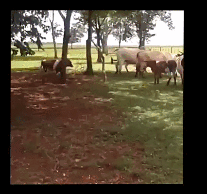 奶牛 草原 草地 打架