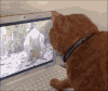 小猫 看电脑 萌萌哒