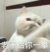 猫咪 喵星人 给你一拳 斗图 搞笑 可爱 呆萌
