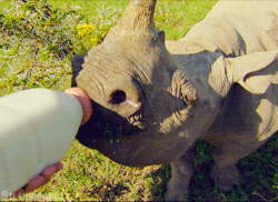 犀牛 动物 牛奶 可爱
