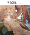 猫咪 可爱 享受 按摩