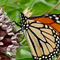 蝴蝶 butterfly animal 花丛