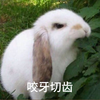 萌宠 兔子 咬牙切齿 生气 呆萌 可爱