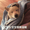 需要爱抚 狗狗 迷离眼神 眯眯眼