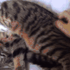 猫咪 挠痒痒 好开心