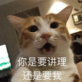 讲理 猫 我