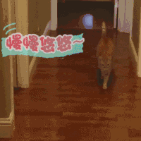 喵星人 猫 优雅 萌宠
