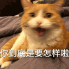 到底 猫 怎样 搞怪 可爱