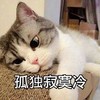 萌宠 猫星人 孤独寂寞冷 难受 呆萌 可爱