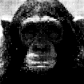 迷幻 黑色和白色 波浪形的 黑猩猩 半色调