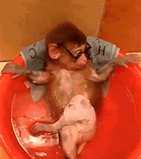 搞笑 雷人 猴子 泡澡 墨镜 可爱