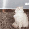 猫咪 乒乓球 跳起