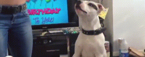 搞笑 萌宠 搞笑动物 可爱 笑死人