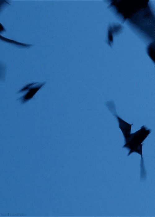 蝙蝠 动物 黑色   ,蓝色