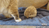 刺猬 萌 喵星人 卧槽 扎死老娘了 猫 动物