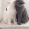 猫咪 秀恩爱 可爱 温馨