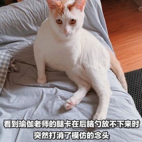 猫咪 喵星人 文字表情包 沙雕 魔性