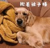 萌宠 汪星人 抱着被子睡觉 我睡觉了 可爱 憨憨