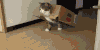 宠物 金刚 猫 搞笑 喵星人 变形 gif