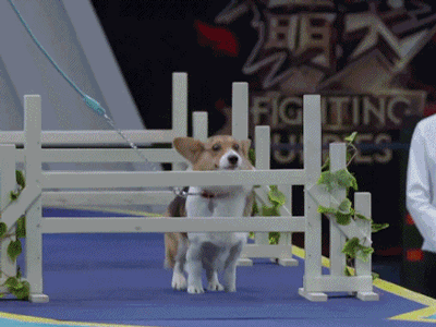 战斗吧萌犬 狗狗 素材 soogif soogif出品