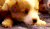 短腿 宠物 搞笑 萌 gif