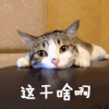 这干啥啊 蒙圈
