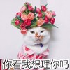 萌宠 猫星人 你看我想理你吗 不想看 呆萌 可爱