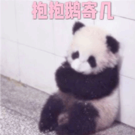 抱抱自己 熊猫
