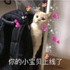 萌宠 猫星人 你的宝贝上线了 开心 搞怪 呆萌