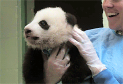 熊猫 动物 香肠的熊猫 小礼物 圣地亚哥动物园 熊猫宝宝