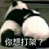 萌宠 熊猫 你想打架 揍你 呆萌 可爱