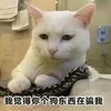 猫咪 白毛 眼神 萌宠 我觉得你个 狗东西在骗我 讯飞