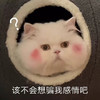 萌宠 猫星人 该不会想骗我感情吧 好奇 呆萌 可爱