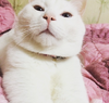 恶搞 猫咪 可爱 萌